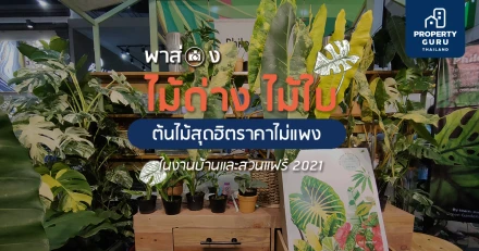 พาส่อง "ไม้ด่าง ไม้ใบ" ต้นไม้สุดฮิตราคาไม่แพง ในงานบ้านและสวนแฟร์ 2021