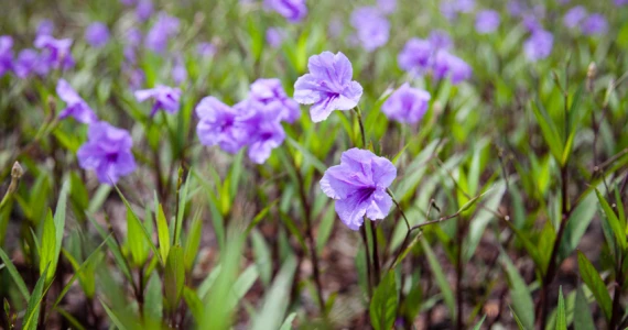 รูปภาพ ลัดดารมย์ บางนา (Laddarom Bangna)