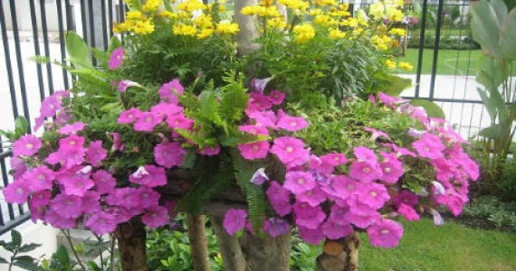 รูปภาพ พฤกษ์ลดา ปิ่นเกล้า สาย 5 (Pruklada Pinklao Sai 5)