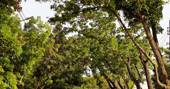 รูปภาพ นวธานี เรสซิเดนซ์ (Navatanee Residence)