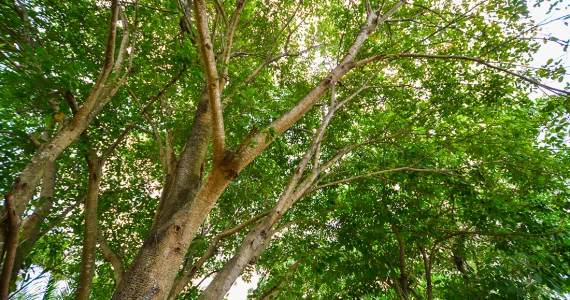 รูปภาพ สัมมากร ไพรม์ 7 รังสิต - นครนายก (Summakorn Prime 7 Rangsit - Nakornnayok)