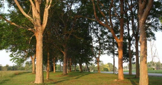 รูปภาพ พัทยาคันทรี่คลับ โฮม แอนด์ เรสซิเด้นซ์ (Pattaya Country Club Home & Residence)