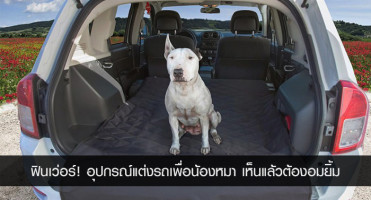 ฟินเว่อร์! อุปกรณ์แต่งรถเพื่อน้องหมา เห็นแล้วต้องอมยิ้ม