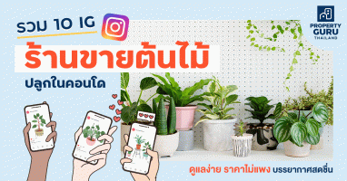 รวม 10 IG ร้านขายต้นไม้ปลูกในคอนโด ดูแลง่าย ราคาไม่แพง บรรยากาศสดชื่น